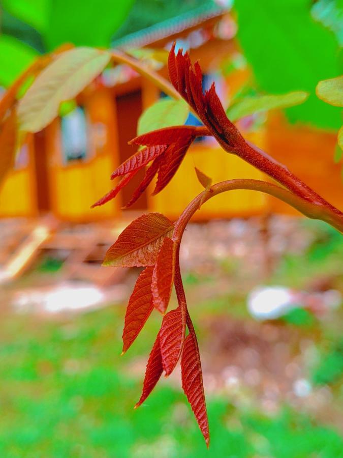 Shanti People Huts & Camp Kasol Ngoại thất bức ảnh